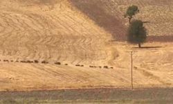 Tunceli’de domuz sürüsü görüntülendi