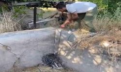 Nesli tükenme tehlikesi altındaki oklu kirpi böyle kurtarıldı