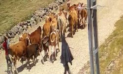 Ağrı’da çalınan 22 büyükbaş hayvandan 15’i bulundu