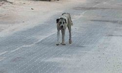 Halfeti’de sahipsiz köpeğin saldırdığı çocuk yaralandı
