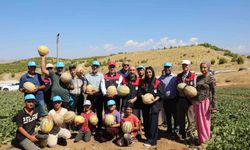 Elazığ’da yaklaşık 20 bin ton kavun hasadı bekleniyor