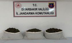 Diyarbakır’da 253 bin kök kenevir ve 42 kilo esrar ele geçirildi