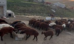 Ağrı’da besicilerde sonbahar hareketliliği
