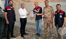 Mardin Ilısu Barajına 1 milyon şabut balığı bırakıldı