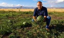 Ağrı’nın verimli tarlalarında yetişen kavun ve karpuzlar tezgâhlara hazırlanıyor