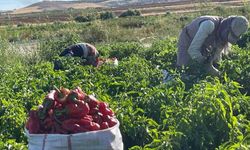 Tarlalardan sofralara acı yolculuk başladı