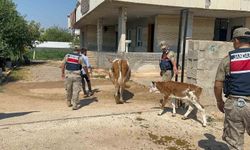 Şanlıurfa’da büyükbaş hayvan dolandırıcılığında 1 gözaltı