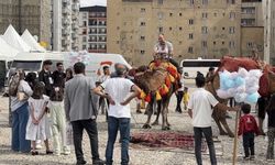Yüksekova’da Develer ve Midilli Atları İlgi Odağı Oldu