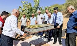 Fıstık hasadında yoğun mesai başladı