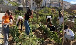Kütüphane bahçesinde yetiştirdikleri sebzelerin hasadını gerçekleştirdiler