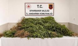Diyarbakır’da 144 bin 398 kök kenevir ele geçirildi