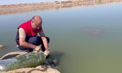 İdil’de Dirsekli göletine 100 bin yavru sazan bırakıldı
