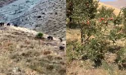 Yüksekova’da Hasada Günler Kala Domuz Sürüsü Bahçeyi Talana Çevirdi!