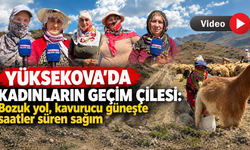 Kadınların geçim çilesi: Bozuk yol, kavurucu güneşte saatler süren sağım