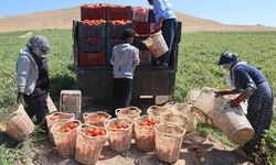 Elazığ’da mevsimlik işçilerin tarlada ekmek mücadelesi