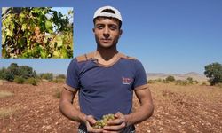 Mardin’in geleneksel lezzeti mazrone üzümü pekmeze dönüşüyor