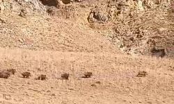 Van’da domuz sürüsü görüntülendi