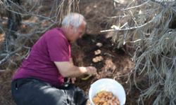 Yağmurlarla birlikte çam ormanları mantarlarla doldu