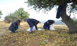 Muş’ta 110 bin ahlat ağacında armut hasadı sürüyor
