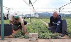 Bingöl’de 72 dönümlük fidanlıkta 18 farklı türde üretim yapılıyor