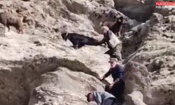 Tunceli’de nesli tükenme tehlikesi altında olan dağ keçisi görüntülendi