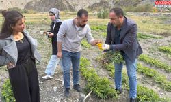 Hakkâri’de tarımda bir ilk: Bin 350 rakımda yer fıstığı yetiştirildi