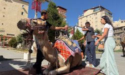 Hakkari'ye getirilen Develer yoğun ilgi gördü