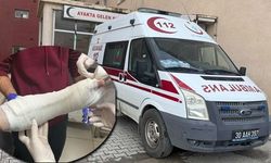 Hakkari’de ceviz toplarken ağaçtan düşen 5 kişi yaralandı