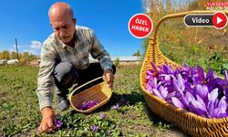 Esnaflığı bıraktı, toprağa yöneldi: Kilosu 900 bin lira olan ürünle hayatı değişti