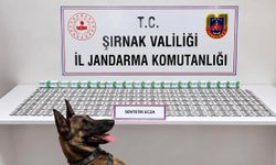 Şırnak’ta jandarmadan uyuşturucu ve aranan şahıslara operasyon: 12 tutuklama