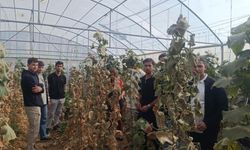 Yüksekova’da öğrenciler seracılığı sahada öğreniyor
