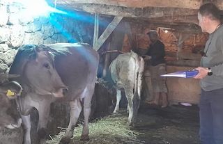 Yüksekova'da hayvanları kimliklendirme çalışması sürüyor
