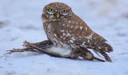 Doğada hayatta kalma mücadelesi