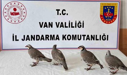 Van’da 4 keklik ele geçirildi