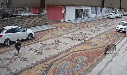 Mardin’de sokak köpeklerinin saldırdığı çocuğu esnaf kurtardı