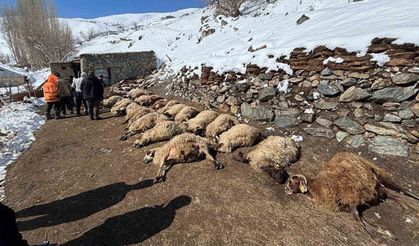 Van’da ahırda feci yangın: 67 küçükbaş hayvan telef oldu