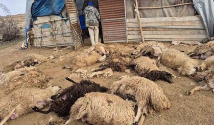 Tunceli’de kurt paniği: 64 koyun telef oldu, 11 koyun yaralı