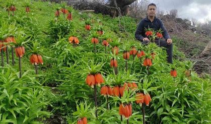 Doğu ve Güneydoğu Anadolu Bölgesi’nin sembolü ters lale yoğun ilgi görüyor