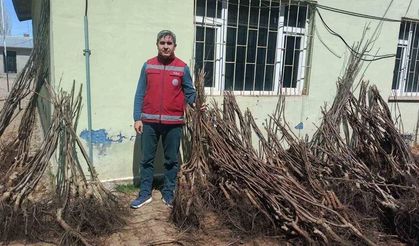 Muradiye’de yüzde 90 hibeli 50 bin adet meyve fidanı dağıtımı yapıldı