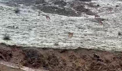 Hakkari yolunda dağ keçileri görüntülendi