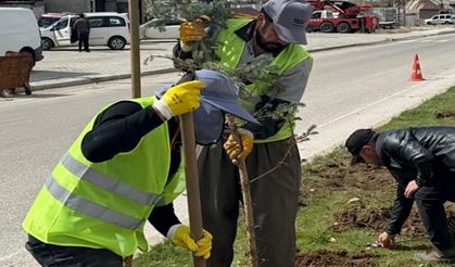 Yüksekova’da Yeşillendirme Çalışmaları Sürüyor