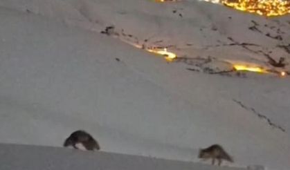 Hakkari’de masalsı şehir görüntüsü eşliğinde tilkilerin oyunu