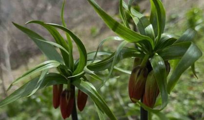 Hakkari’de ters laleler çiçek açtı