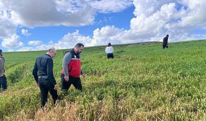 Batman’da çiftçilere ’yanlış ilaçlama’ uyarısı