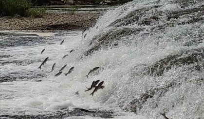 İnci kefalleri, Van Gölü’ne dökülen akarsulara girmesi için gereken ekolojik şartları tamam