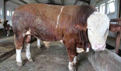 Bingöl’de 1,5 tonluk ’Tosun Paşa’ 450 bin liraya alıcı buldu