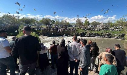 İnci kefalinin zorlu göç yolculuğu ziyaretçileri hayran bırakıyor