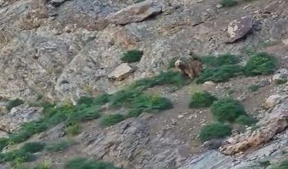 Cennet Cehennem Vadisi’nde ayı ve yavrusu görüntülendi