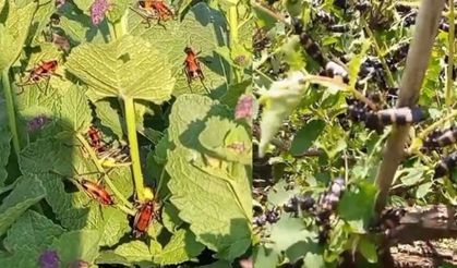 Hakkari’de çekirge istilası