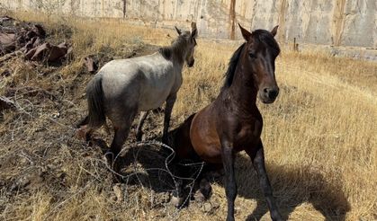 Sınır telleri arasında mahsur kalan atlar kurtarıldı